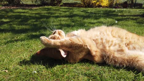 Orange---red-cat-rolling-in-the-grass-on-a-sunny-day-enyoing-itself