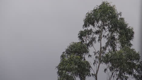 A-Clouded-Sky-With-a-Tall-Eucalyptus