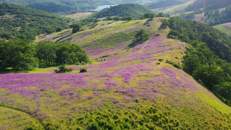 Aerial-view-of-foothills-in-Southern-Oregon-covered-in-blooming-Vetch-plant
