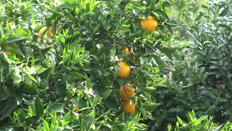 Close-up-of-some-Oranges