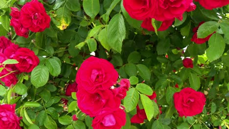 Slow-motion-red-rose-bush-with-a-bumblebee-crawling-out-of-one-rose-blossom-to-fly-away,-two-scenes