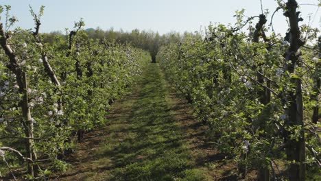 Drone---aerial-shot-of-a-sunny-white-apple-blossom-with-bees-on-a-big-field-25p