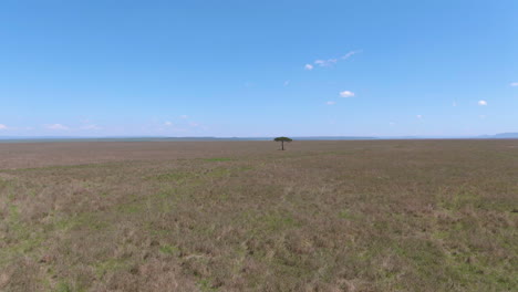 Aerial-of-African-savannah-approach-to-acacia-tree-during-sunny-day