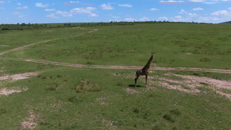 Amazing-drone-shot-of-giraffe-in-african-savannah