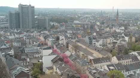 Drone---Aerial-drone-panorama-shot-of-the-Kirschbluete-Cherry-Blossom-in-the-Heerstraße-Heerstreet-Breitestraße-with-cityhall-Stadthaus-Bonn-25p