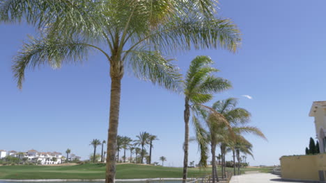 palm-trees-with-blue-sky-blowing-in-the-wind