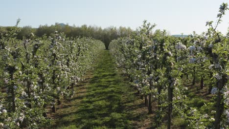 Drone---aerial-shot-of-a-sunny-white-apple-blossom-with-bees-on-a-big-field-25p