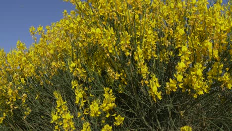 Yellow-flowers-with-blue-skies-in-the-background