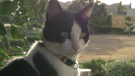 Schwarze-Und-Weiße-Katze,-Die-Die-Kamera-Mit-Sonnenuntergang-Im-Hintergrund-Anschaut