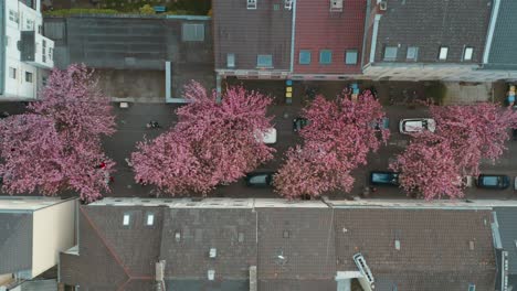 Drohne---Luftbild-Von-Oben-Auf-Die-Kirschblaue-Kirschblüte-In-Der-Heerstraße-Heerstraße-Breite-Straße-Bonn-25p
