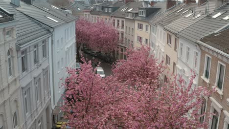 Drone---Aerial-drone-shot-of-the-Kirschbluete-Cherry-Blossom-in-the-Heerstraße-Heerstreet-Breitestraße-Bonn-25p