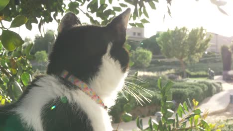 Katze,-Die-Den-Sonnenuntergang-In-Einem-Garten-Betrachtet