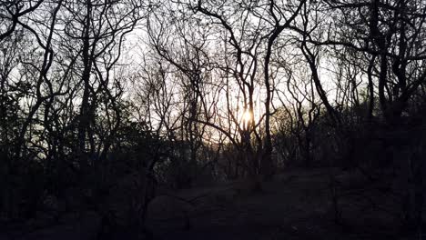 Silhouette-Von-Getrockneten-Pflanzen-Und-Bäumen-Mit-Sonnenuntergang-Im-Hintergrund-Auf-Einem-Pfad-Und-Wanderung-Durch-Einen-Wald