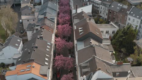 Drone---Aerial-shot-of-the-Cherry-Blossom-in-the-city-Bonn-Kirschbluete-in-der-Heerstraße-Breitestraße-Bonn-Tourism-25p