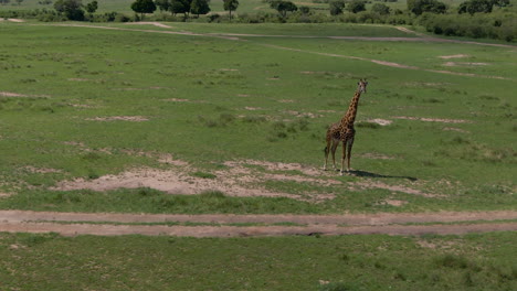Erstaunliche-Drohnenaufnahme-Einer-Giraffe-In-Der-Afrikanischen-Savanne