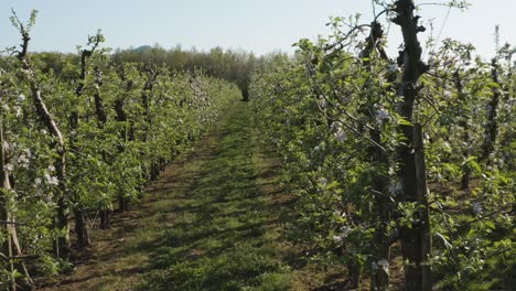 Drone---aerial-shot-of-a-sunny-white-apple-blossom-with-bees-on-a-big-field-30p