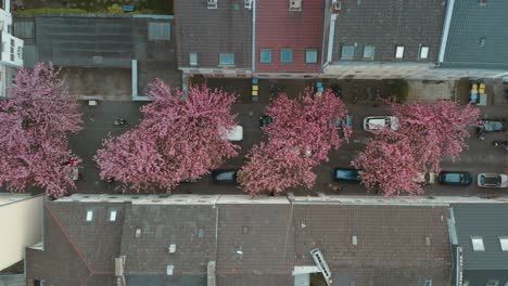 Drohne---Luftbild-Von-Oben-Auf-Die-Kirschblaue-Kirschblüte-In-Der-Heerstraße-Heerstraße-Breite-Straße-Bonn-30p