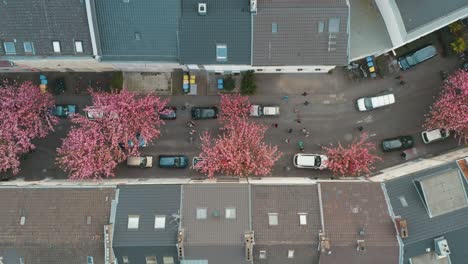 Drone---Aerial-top-shot-of-the-Kirschbluete-Cherry-Blossom-in-the-Heerstraße-Heerstreet-Breitestraße-Bonn-25p