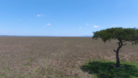 Aerial-of-African-savannah-circling-around-acacia-tree-during-sunny-day