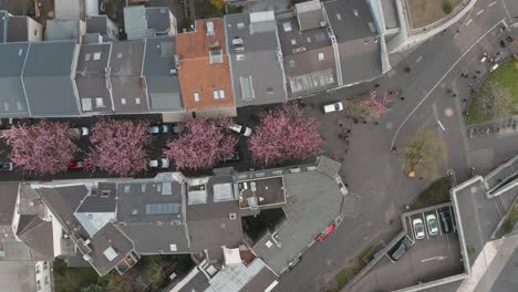 Drone---Aerial-top-shot-of-the-Cherry-Blossom-in-the-city-Bonn-Kirschbluete-in-der-Heerstraße-Breitestraße-Bonn-Tourism-25p