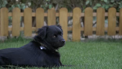 Black-small-dog-lying-on-the-grass-in-the-shade