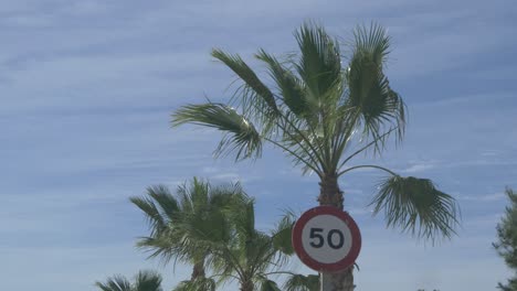 Vorbeifahren-An-Einer-Reihe-Von-Palmen-In-Spanien-Mit-Blauem-Himmel