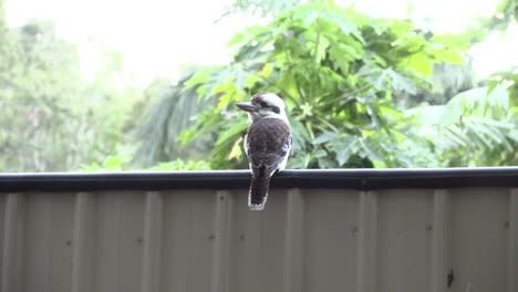 kookaburra-amongst-trees-in-back-yard-4k-UHD