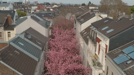 Drone---Aerial-drone-shot-of-the-Kirschbluete-Cherry-Blossom-in-the-Heerstraße-Heerstreet-Breitestraße-Bonn-30p