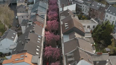 Drone---Aerial-shot-of-the-Cherry-Blossom-in-the-city-Bonn-Kirschbluete-in-der-Heerstraße-Breitestraße-Bonn-Tourism-30p