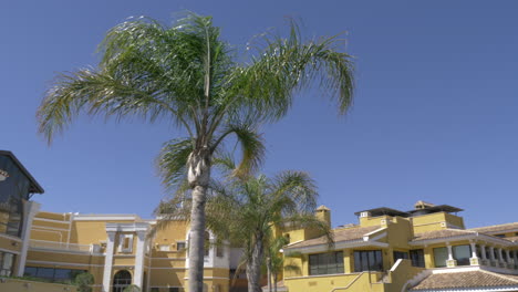 palm-trees-blowing-in-the-wind-with-blue-skies