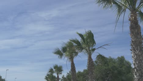 Driving-passed-palm-trees-with-a-blue-sky