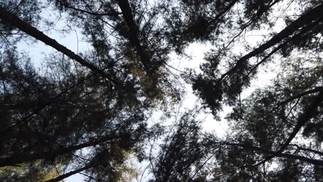 Baum--Und-Walddachschwenken-In-Einer-Kreisförmigen-Bewegung-Mit-Blauem-Himmel-Im-Hintergrund-Während-Der-Wanderung-Im-Sommer