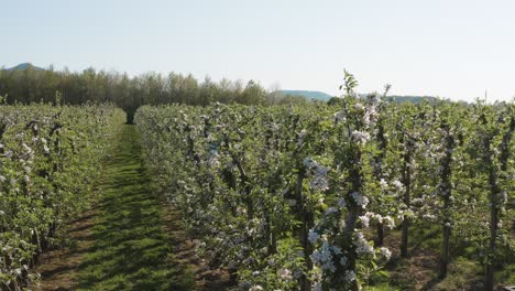 Drone---aerial-shot-of-a-sunny-white-apple-blossom-on-a-big-field-25p
