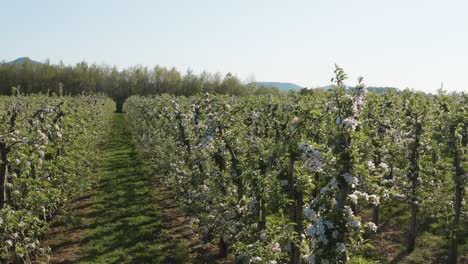 Drone---aerial-shot-of-a-sunny-white-apple-blossom-on-a-big-field-30p