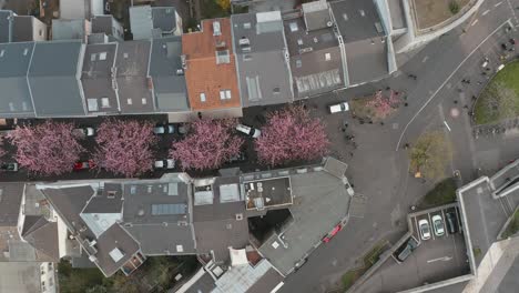 Drone---Aerial-top-shot-of-the-Cherry-Blossom-in-the-city-Bonn-Kirschbluete-in-der-Heerstraße-Breitestraße-Bonn-Tourism-30p