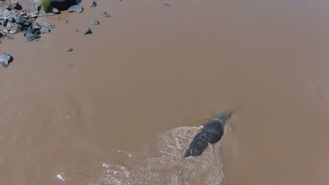 Drone-shot-of-hippopotamus-in-the-river-in-Serengeti