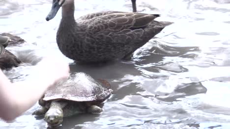 Turtles-and-ducks-feeding-in-a-lagoon