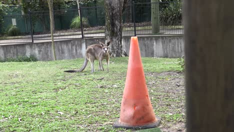 Australian-Kangaroo-eating-grass-in-captivity