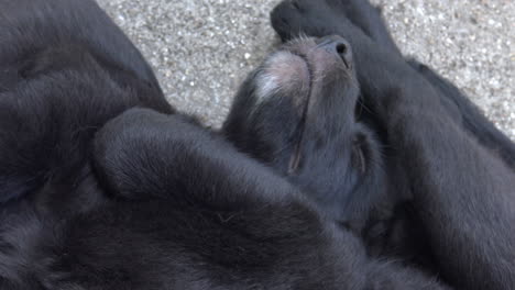 Cute-Newborn-Puppies-Resting-Outside