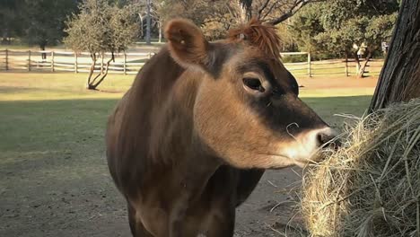 Handgehaltene-Mittlere-Aufnahme,-Kuh-Kaut-Auf-Heu-Im-Zoo-Von-Johannesburg-In-Südafrika