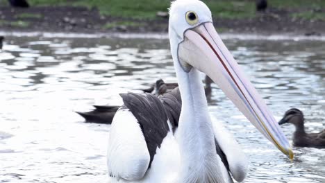 Pelican-close-up-shot-floating-in-lagoon