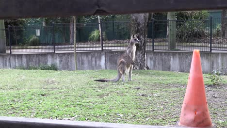 Australian-Kangaroo-in-captivity