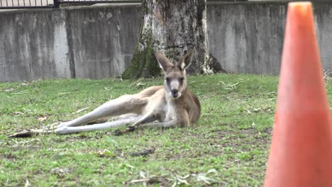 Australian-Kangaroo-laying-on-grass-in-captivity