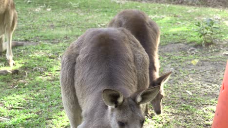 Australian-Kangaroo-in-captivity.-Standing-up-to-attention