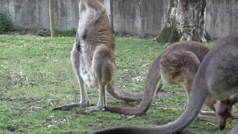 Australian-Kangaroo-in-captivity-scratching-body