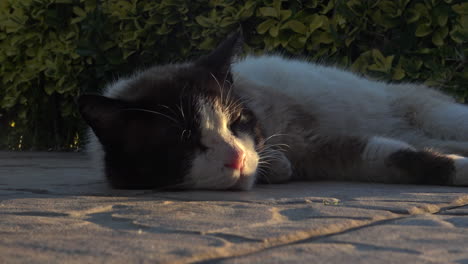 Nahaufnahme-Einer-Süßen-Katze-Bei-Sonnenuntergang