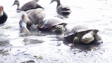 Schildkröten-Und-Vögel,-Die-In-Einer-Lagune-Fressen