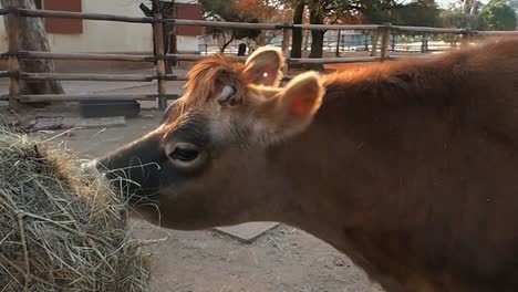 Handhel,-La-Vaca-Mira-A-Su-Alrededor-Y-Mastica-Heno-En-El-Zoológico-De-Johannesburgo-En-Sudáfrica