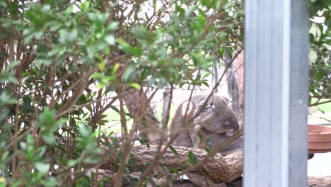 Australian-Koala-sleeping-in-a-tree-in-captivity