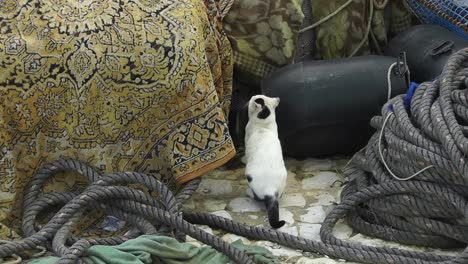 Beautiful-black-and-white-colored-wild-cat-looking-around-and-then-jumping-onto-fishing-equipment-in-traditional-old-fishing-port-in-Southern-Portugal